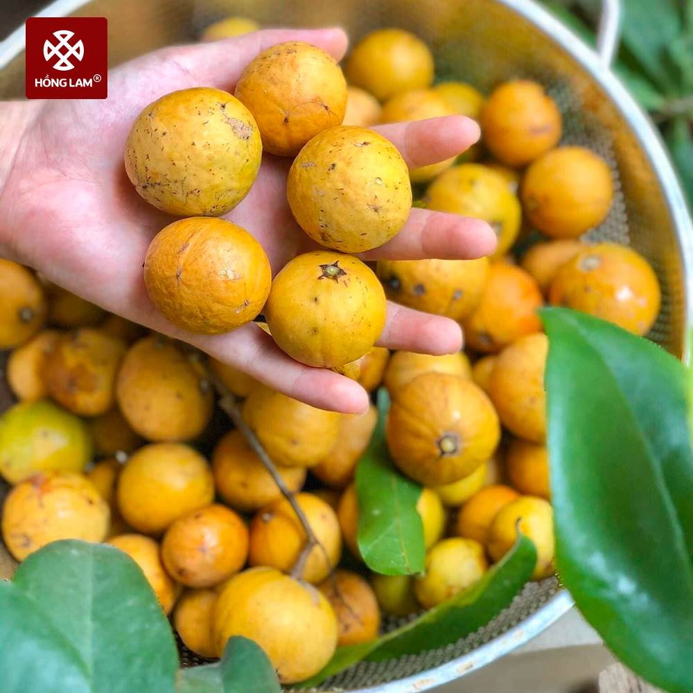 Sấu chín tươi