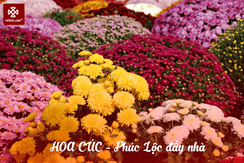 ý nghĩa của hoa cúc chưng Tết