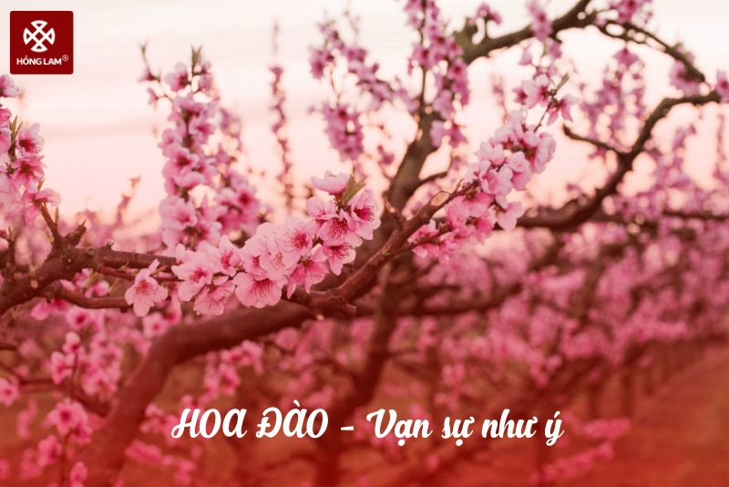 Ý nghĩa của hoa anh đào - Biểu tượng văn hóa và sự sống