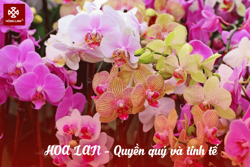 ý nghĩa của hoa lan chưng Tết