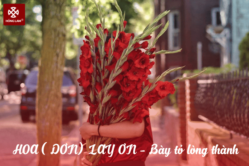 ý nghĩa của hoa lay ơn chưng Tết
