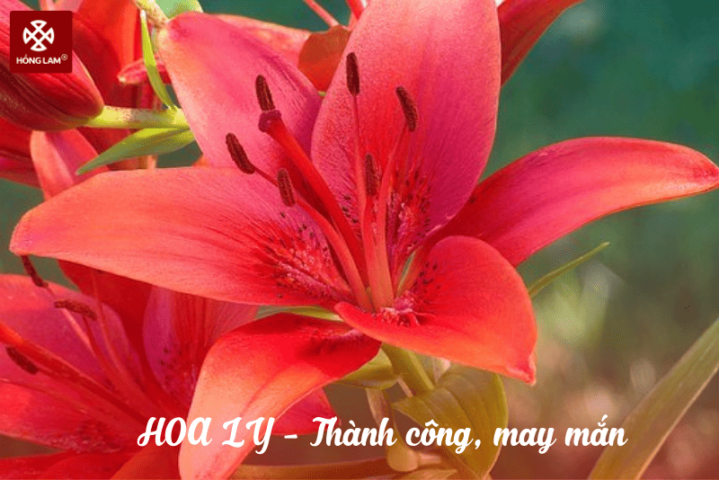 ý nghĩa của hoa ly chưng Tết