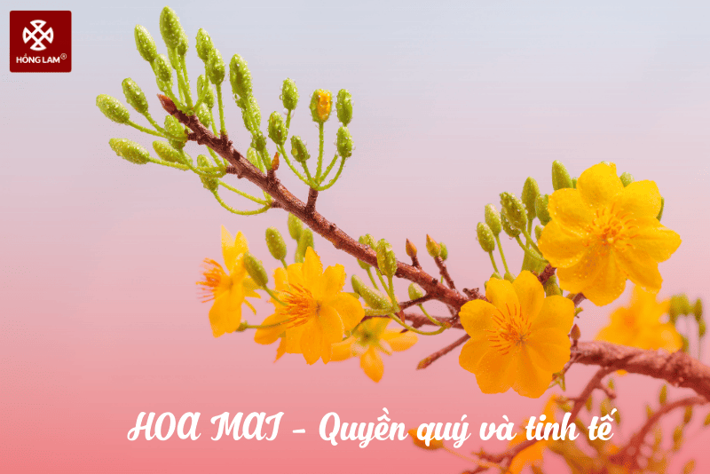 ý nghĩa của hoa mai chưng Tết
