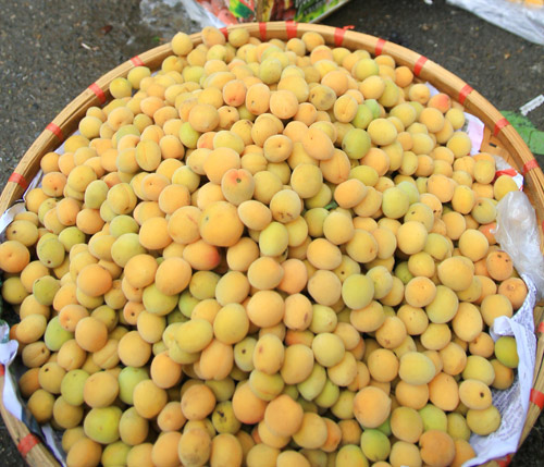 Mơ vàng trên phố Hà Nội thương!