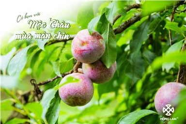 Mộc Châu mùa mận chín sai trĩu