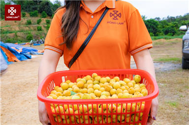 Ô mai mơ Hà Nội - Tinh hoa ẩm thực được Hồng Lam gửi gắm trong từng thức quà